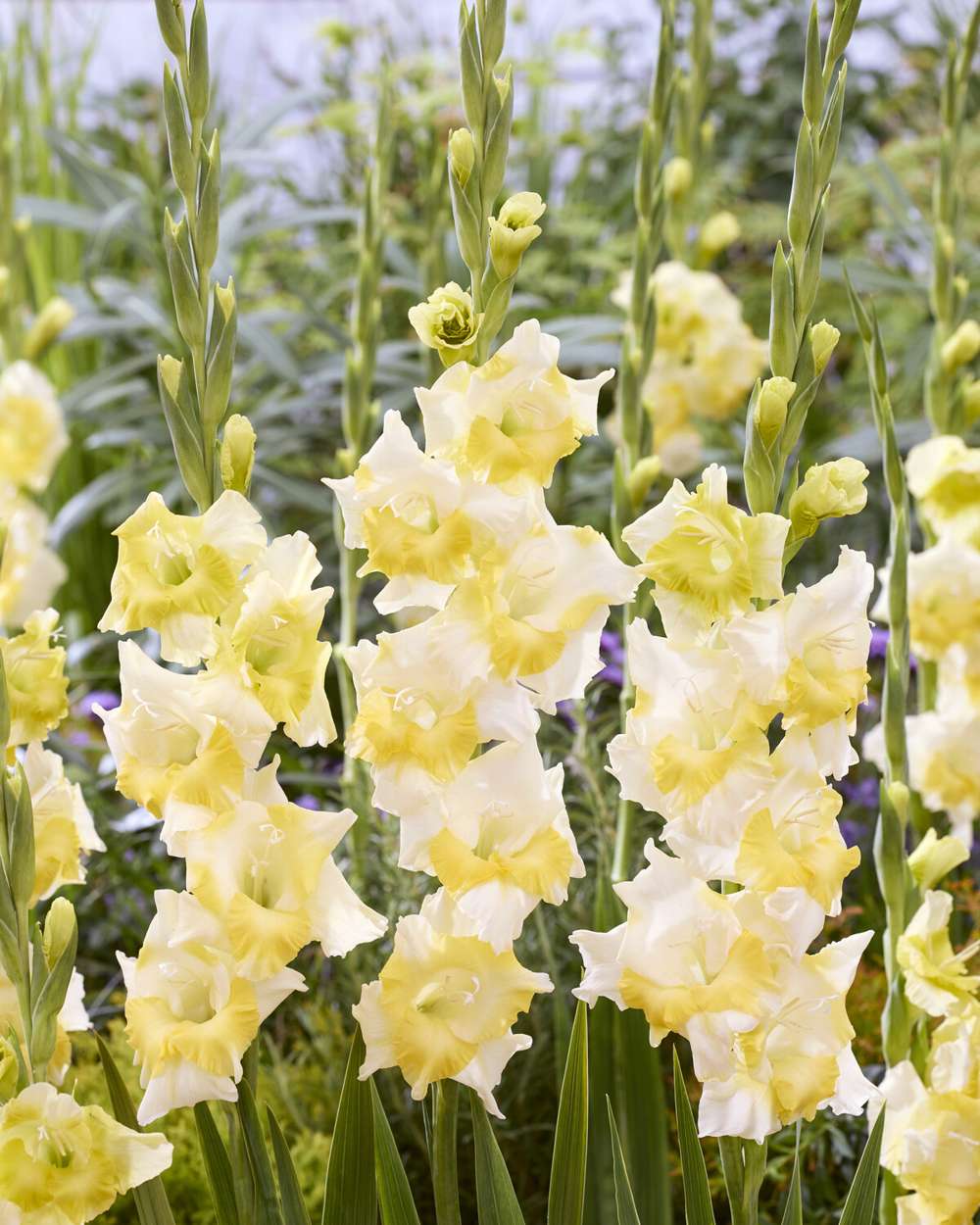 Gladiolus 'Buggy'